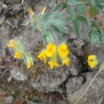 Lotus parviflorus 花