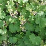 Geranium renardii Leaf