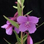 Epilobium speciosum