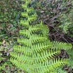 Athyrium filix-feminaഇല