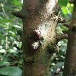 Leptactina arborescens Rinde