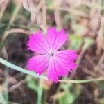 Dianthus carthusianorumЦвят