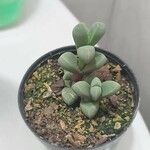 Delosperma lehmannii Лист