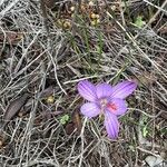 Crocus corsicus Flower