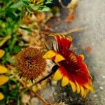 Gaillardia aristata Çiçek