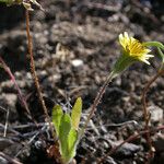 Agoseris heterophylla 整株植物