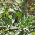 Symphyotrichum subulatum Лист