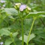 Ageratum conyzoides Фрукт