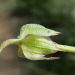 Geranium columbinum Gyümölcs