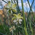 Gomphocarpus integer Flor