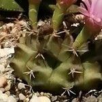 Gymnocalycium anisitsii Ліст