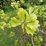 Quercus marilandica Leaf