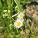 Erigeron strigosusЦвят