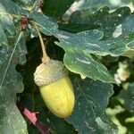 Quercus robur Fruit