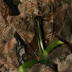 Scilla haemorrhoidalis Habit