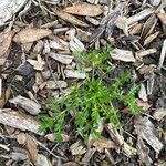 Lepidium didymumLeaf