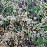 Cuscuta approximata Συνήθη χαρακτηριστικά