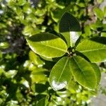 Pittosporum tenuifoliumLapas