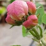 Malus domestica Flower