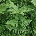 Pteridium aquilinumBlad