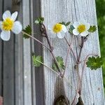 Ranunculus peltatus Floare