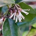 Sarcococca orientalis Květ