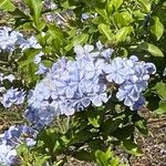 Plumbago auriculata Flower