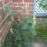 Agastache scrophulariifolia Hoja