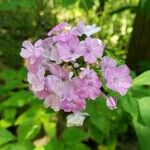 Phlox paniculata Flower