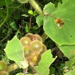 Solanum candidum Frukt