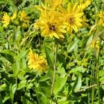 Silphium integrifolium花