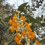 Buddleja madagascariensisЦветок