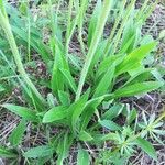 Pilosella cymosa Leaf