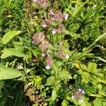 Clinopodium vulgareBloem