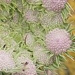Seseli gummiferum 花