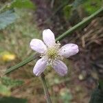 Rubus fruticosusBlodyn