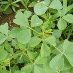 Crotalaria incana Folha