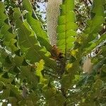 Banksia grandis Yaprak