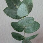 Eucalyptus cinerea Leaf