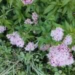 Eupatorium cannabinumBlomma