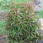 Foetidia mauritiana Alkat (teljes növény)