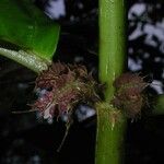 Drymonia macrophylla Lubje