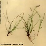 Carex brachystachys 其他