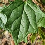 Chenopodiastrum hybridum Leaf