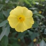 Reinwardtia indica Λουλούδι
