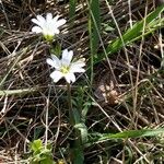 Cerastium arvense Habitus