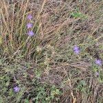 Barleria delamereiFlower