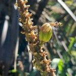 Aloe marlothii Frukto