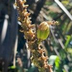 Aloe marlothii Fruit