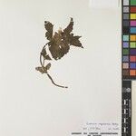 Eriophyton nepalense Otro